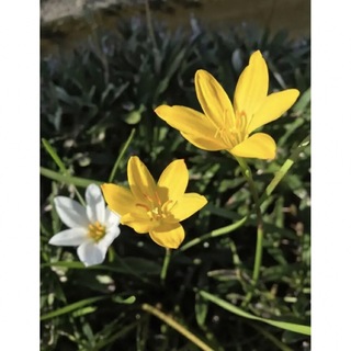 黄色の可愛い花が咲く❣️レインリリー(タマスダレ)の種15個(その他)