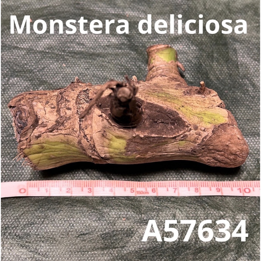 A57634／【極太茎】モンステラ デリシオーサ 茎 ハンドメイドのフラワー/ガーデン(その他)の商品写真