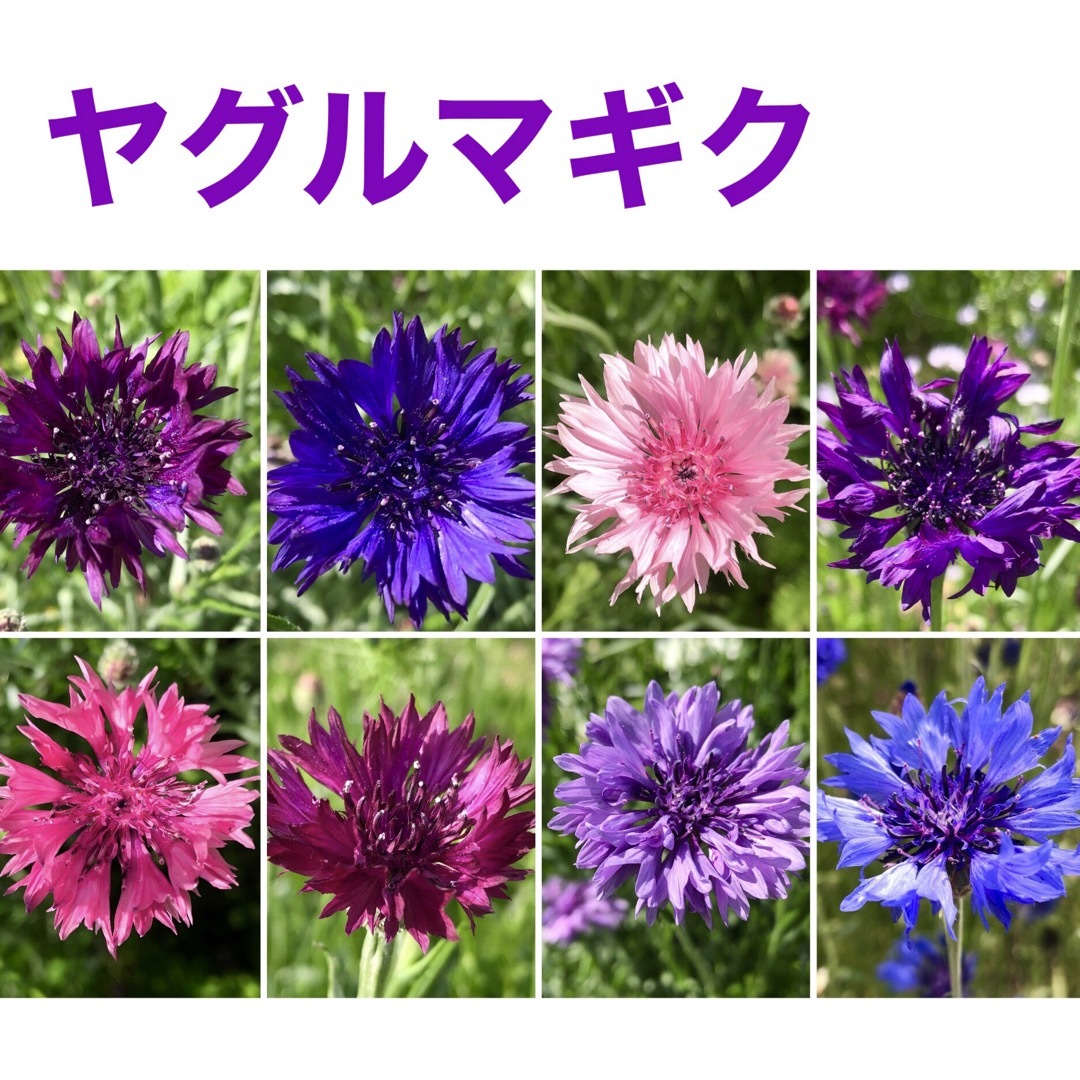 春に咲く秋蒔きの花の種  売り切りSALE① ハンドメイドのフラワー/ガーデン(その他)の商品写真