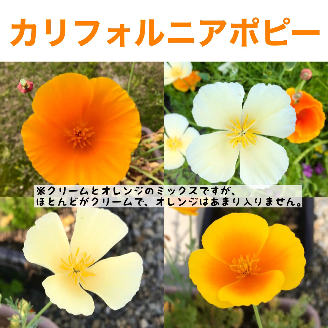 春に咲く秋蒔きの花の種  売り切りSALE① ハンドメイドのフラワー/ガーデン(その他)の商品写真