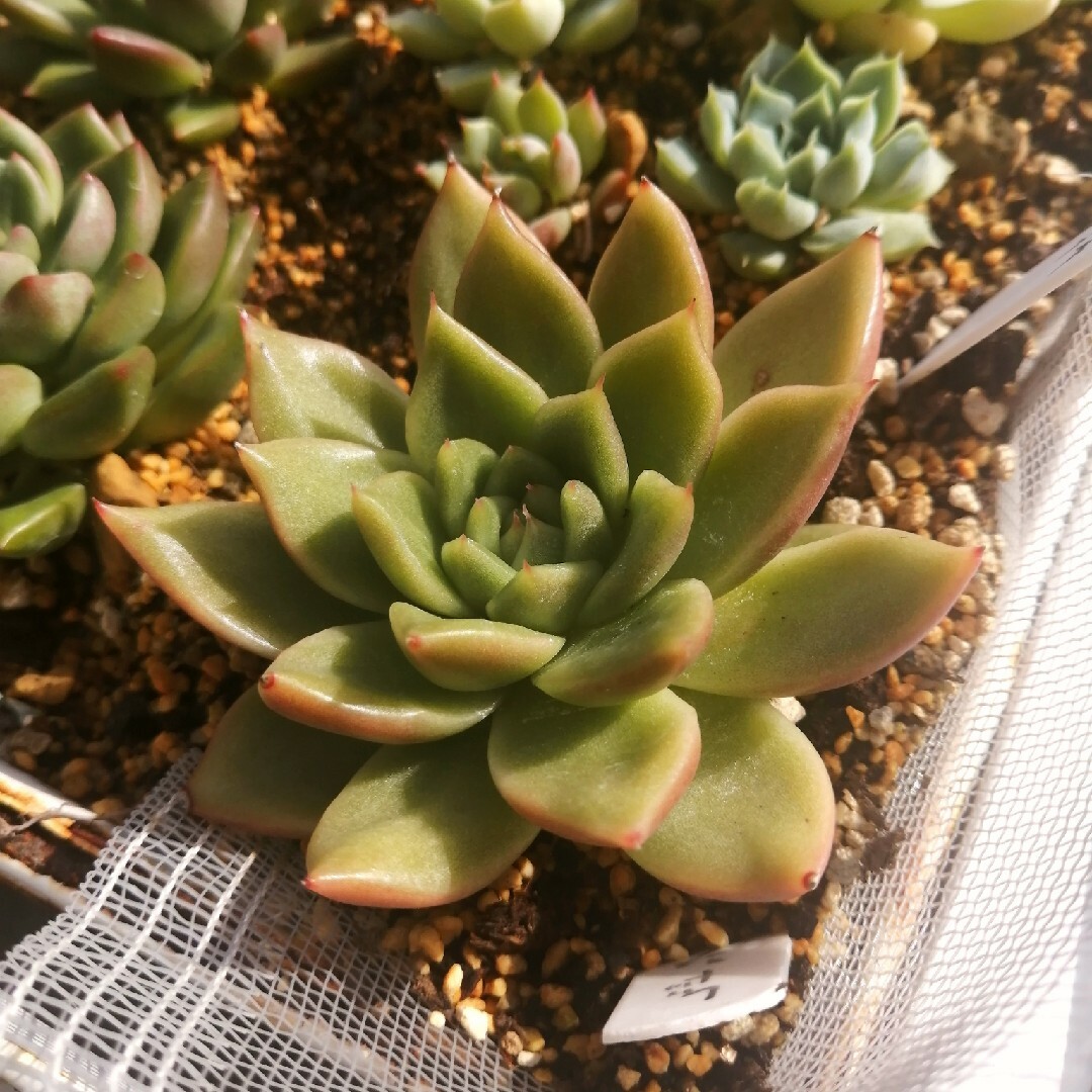 【本物新品保証】 多肉植物9レッドタン エケベリア 韓国苗
