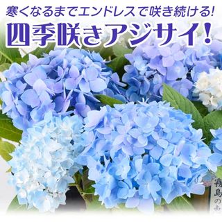 紫陽花　霧島の恵の苗(プランター)