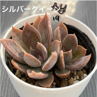 シルバークイーン】☆多肉植物☆エケベリア☆抜き苗☆の通販|ラクマ シルバークイーン】☆多肉植物☆エケベリア☆抜き苗☆の通販|ラクマ