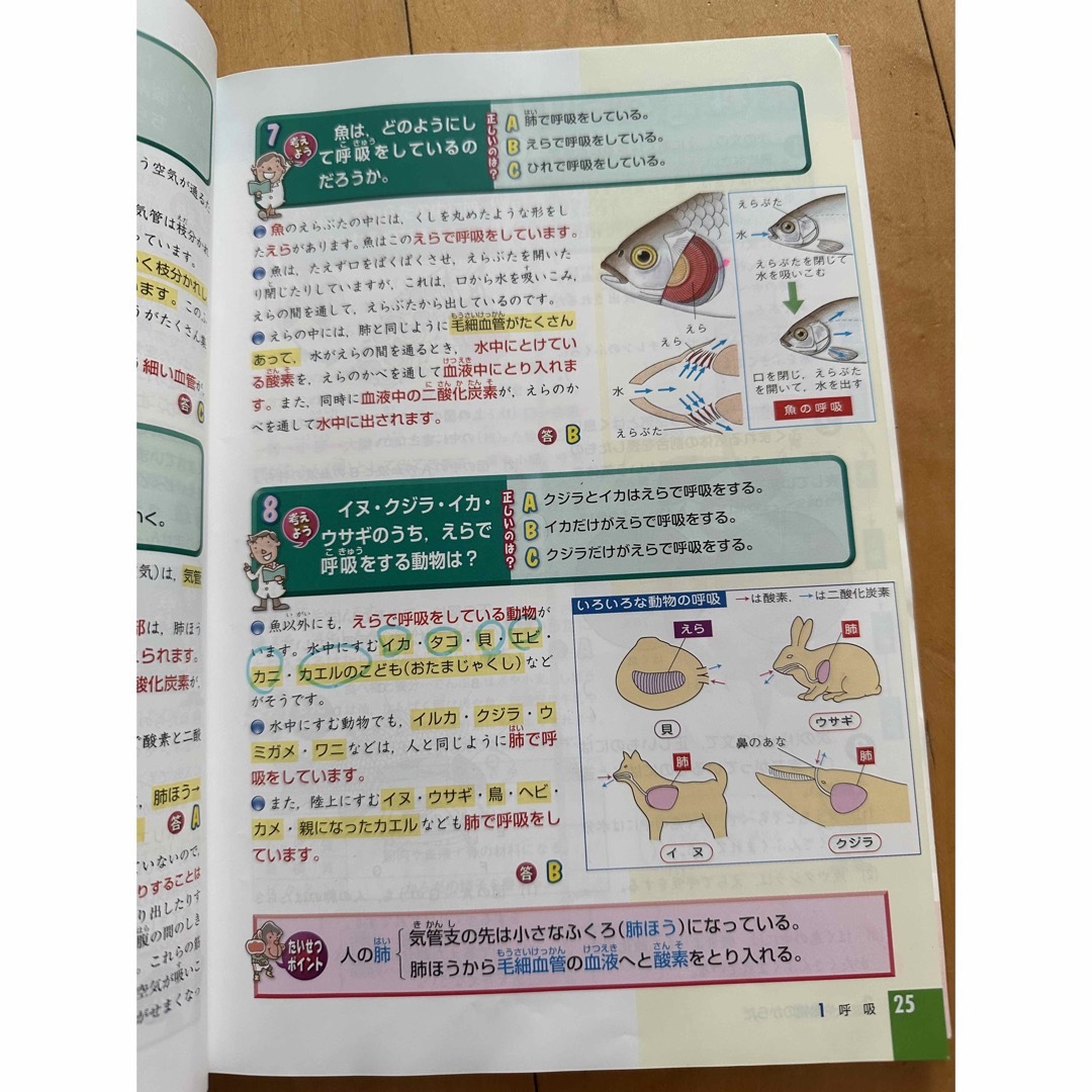 これでわかる理科小学６年 エンタメ/ホビーの本(語学/参考書)の商品写真