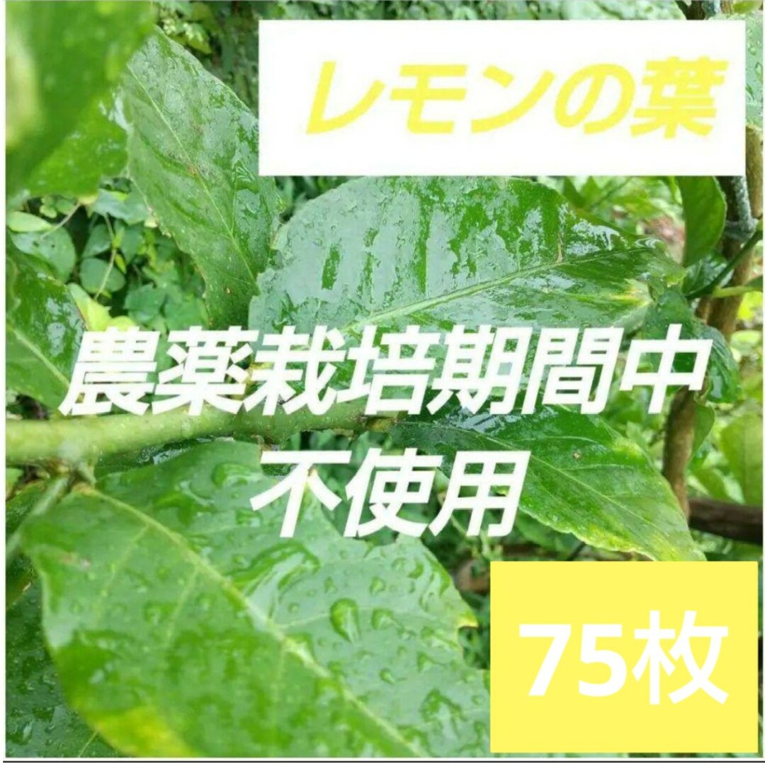 農薬栽培期間中不使用 れもん 葉 30枚 アゲハ蝶 青虫 虫 餌