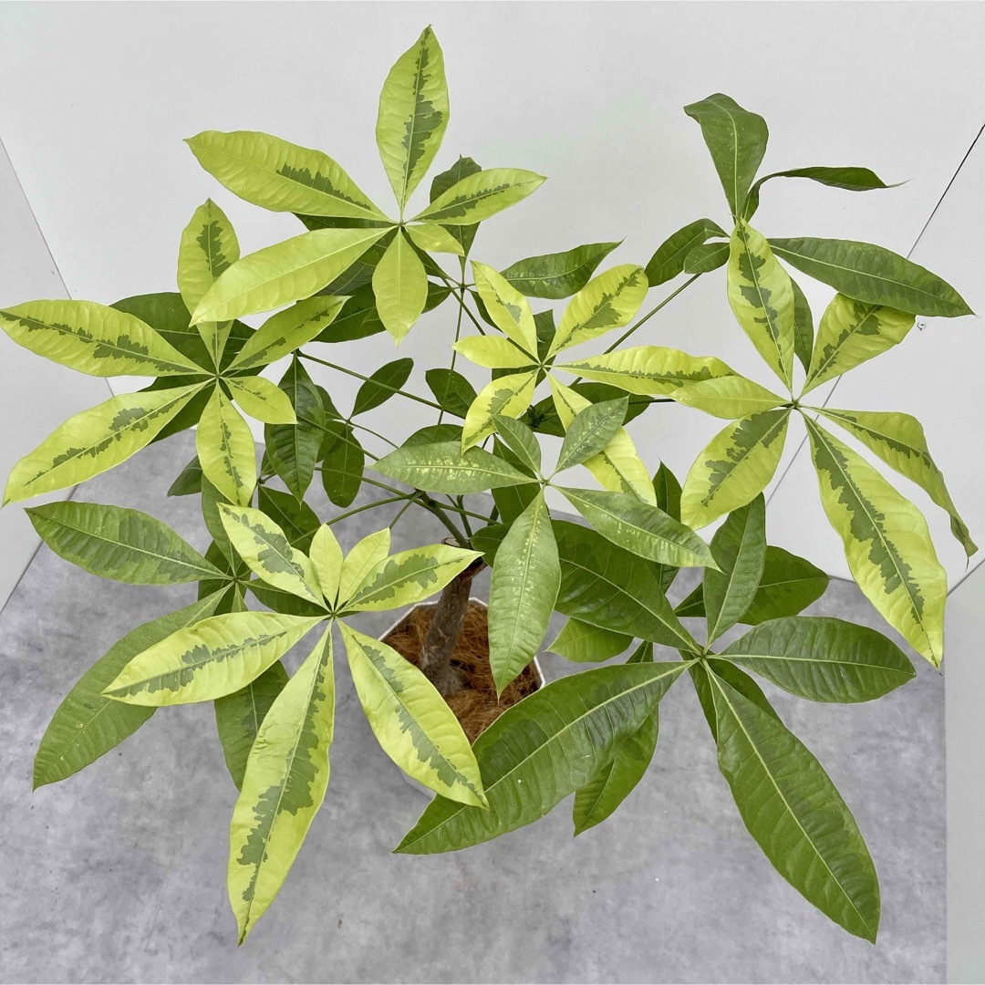 パキラ　ムーンライト　接木　1【現品】☆希少☆観葉植物