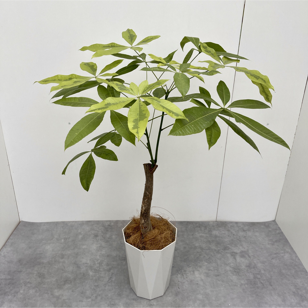 パキラ　ムーンライト　接木　1【現品】☆希少☆観葉植物 | フリマアプリ ラクマ