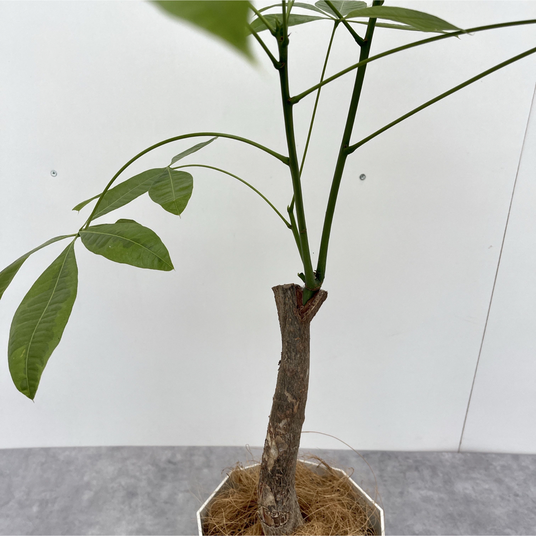 パキラ ムーンライト 接木【現品】☆希少☆観葉植物 - その他