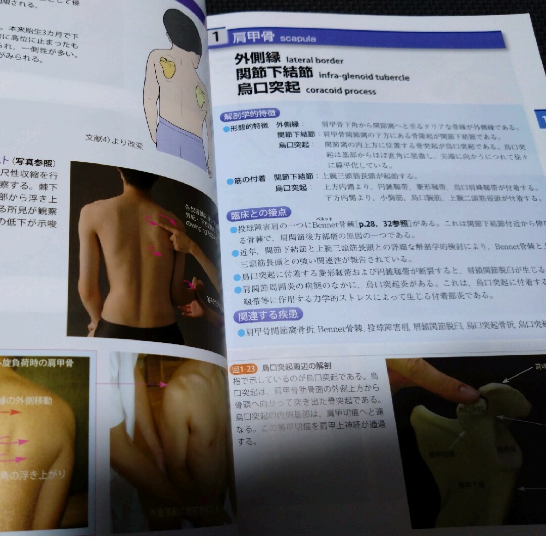 機能解剖学的触診技術 理学療法士 作業療法士 リハ国家試験実習必見 教科書 参考 2