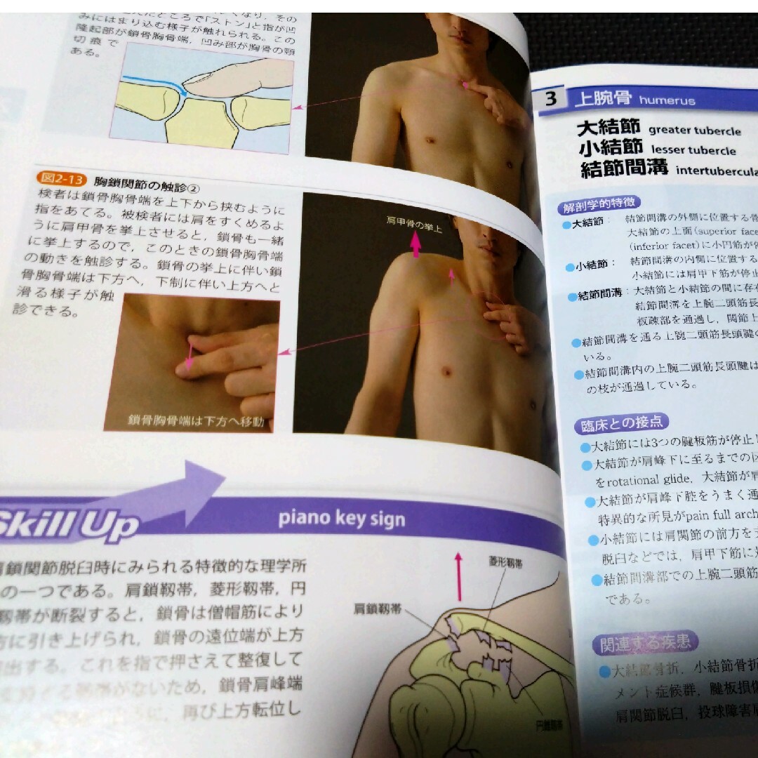 機能解剖学的触診技術 理学療法士 作業療法士 リハ国家試験実習必見 教科書 参考 3