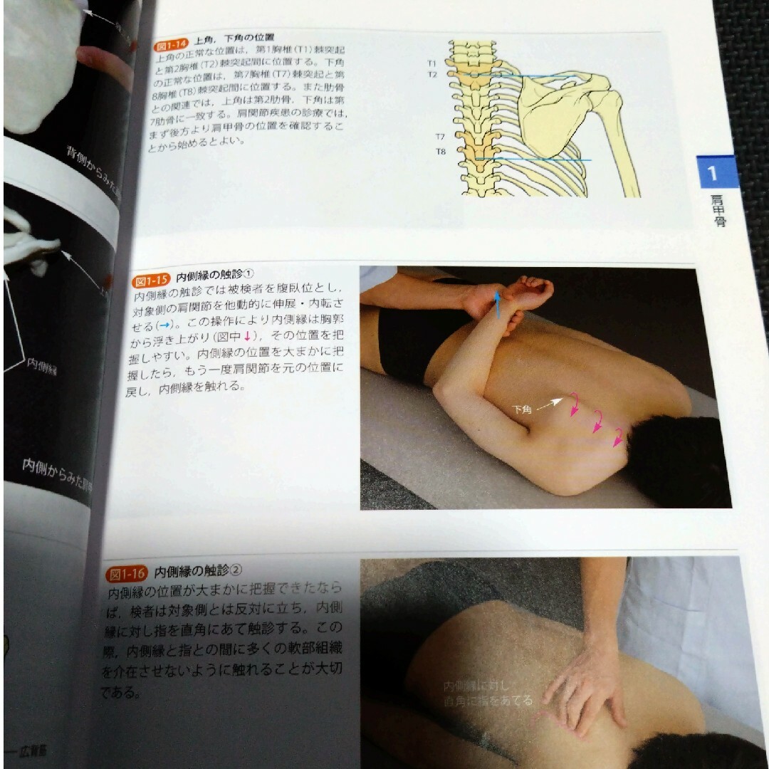 機能解剖学的触診技術 理学療法士 作業療法士 リハ国家試験実習必見 教科書 参考 4