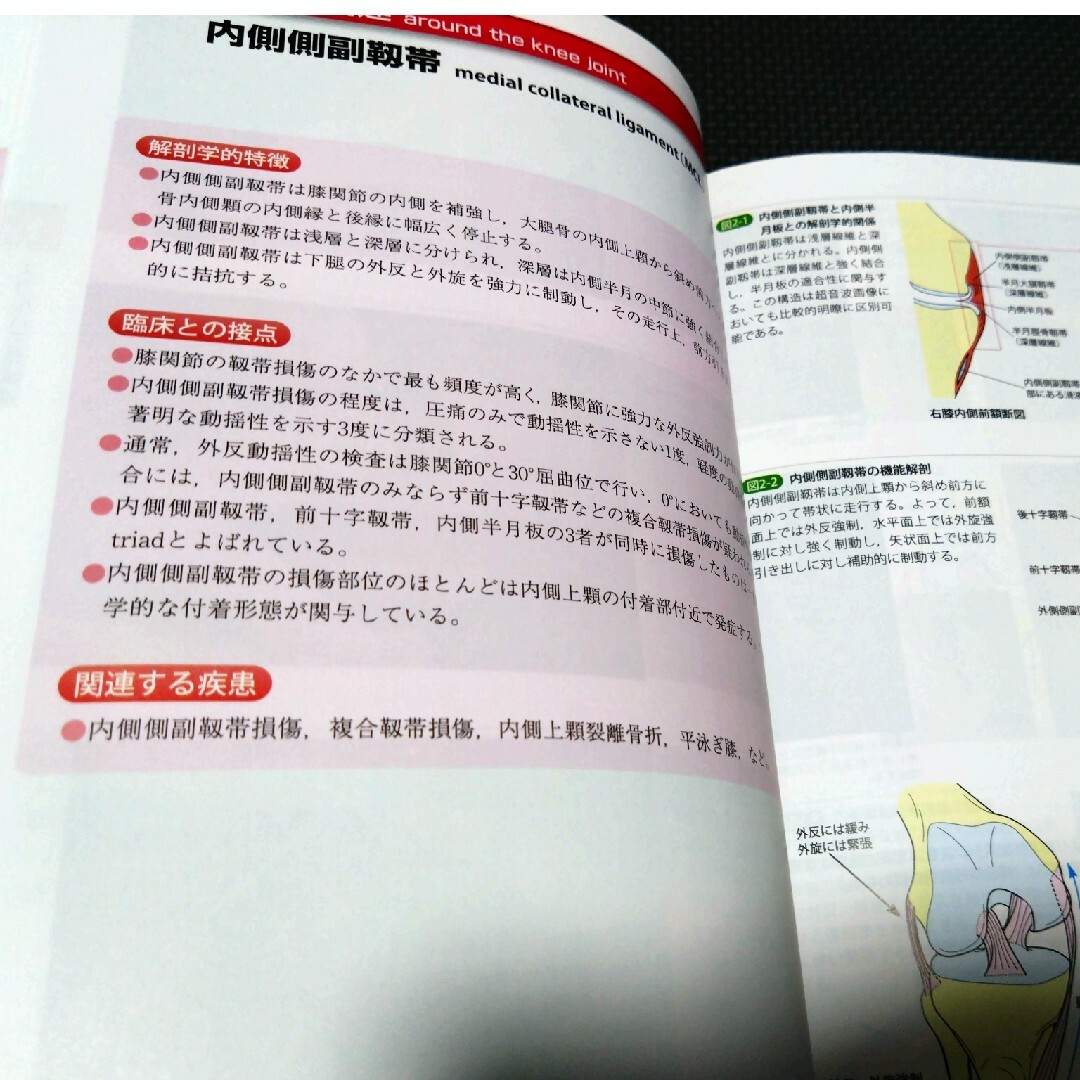 機能解剖学的触診技術 理学療法士 作業療法士 リハ国家試験実習必見 教科書 参考 6