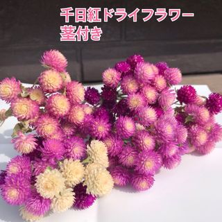 千日紅　ドライフラワー　茎付き　花色ミックス　花材(ドライフラワー)