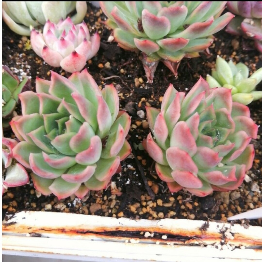 ご確認用　多肉植物　Echeveria 'Vincent Catto' ✖︎静夜