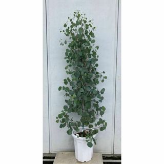 《現品》ユーカリ・ポポラス　樹高1.5ｍ（根鉢含まず）127【苗木/鉢植え】