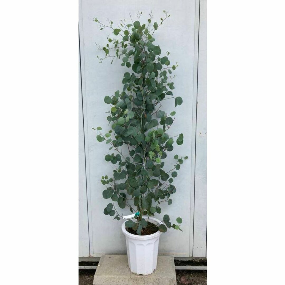 《現品》ユーカリ・ポポラス　樹高1.5ｍ（根鉢含まず）128【苗木/鉢植え】