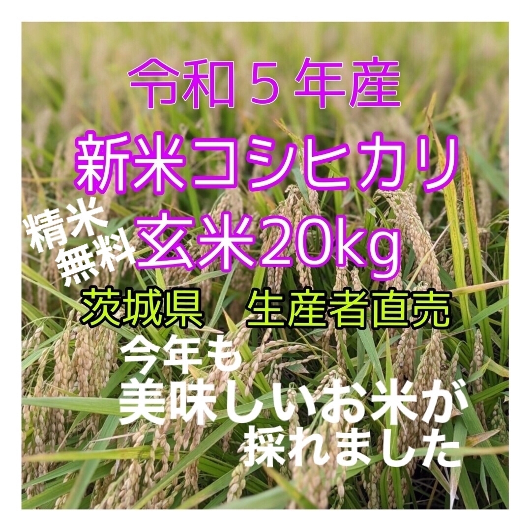 玄米20Kg　令和５年産　新米コシヒカリ　送料無料　茨城県産　生産者直売　米/穀物