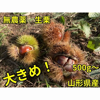 【限定品】山形県産無農薬生栗　500g超(フルーツ)