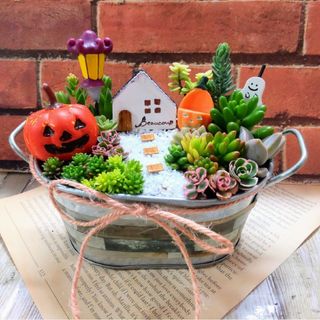 多肉植物の寄せ植え♡HAPPYハロウィン♡オーダー受けます(プランター)