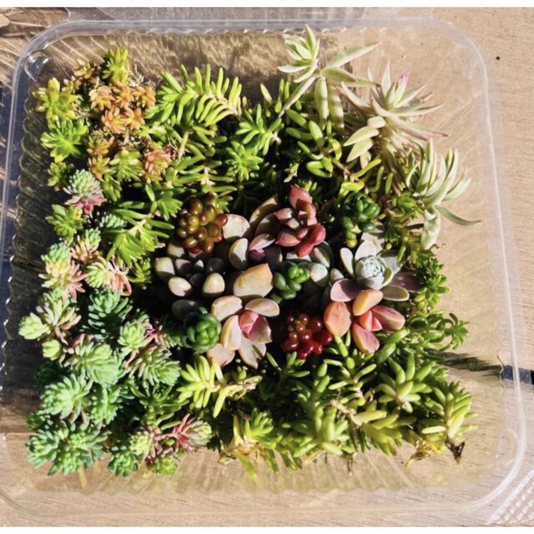 セダム　多肉植物　寄せ植え　カット苗 ハンドメイドのフラワー/ガーデン(その他)の商品写真