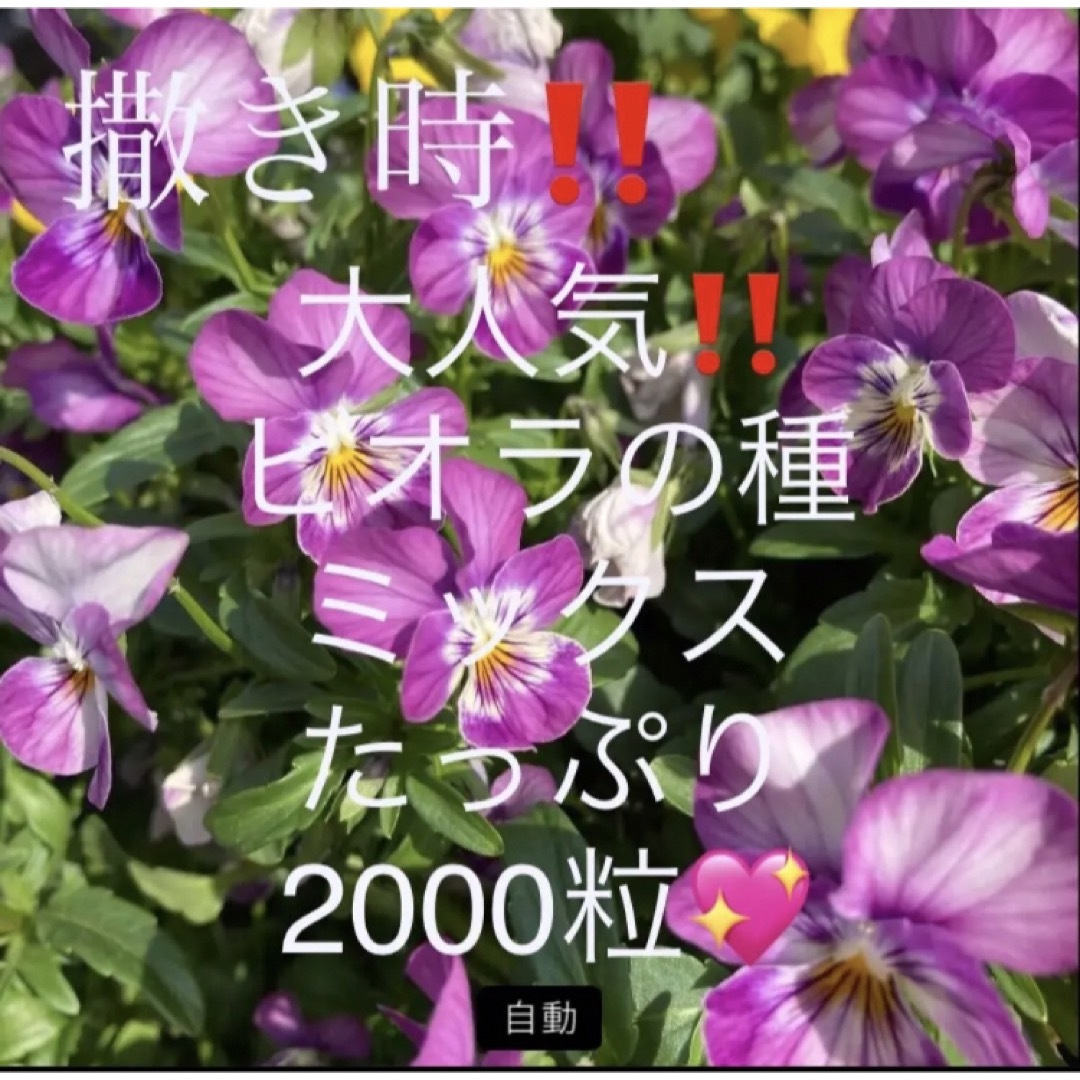 大人気‼️ビオラの種ミックス☆2000粒‼︎ビオラを育ててみませんか✨e ハンドメイドのフラワー/ガーデン(その他)の商品写真