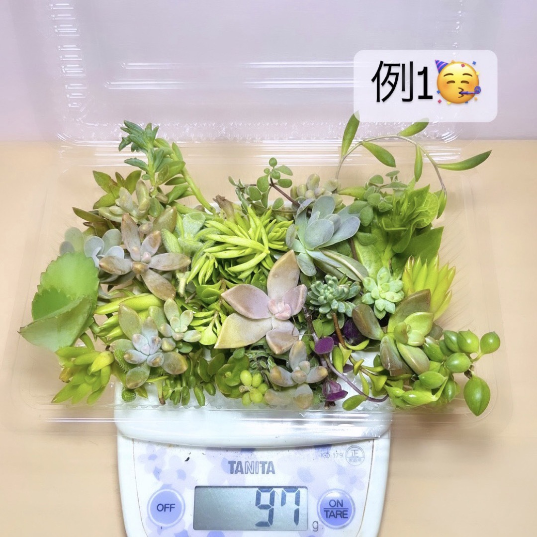 〜多肉植物カット苗詰め合わせ〜色々パック100g 499円(フードパック発送) ハンドメイドのフラワー/ガーデン(その他)の商品写真