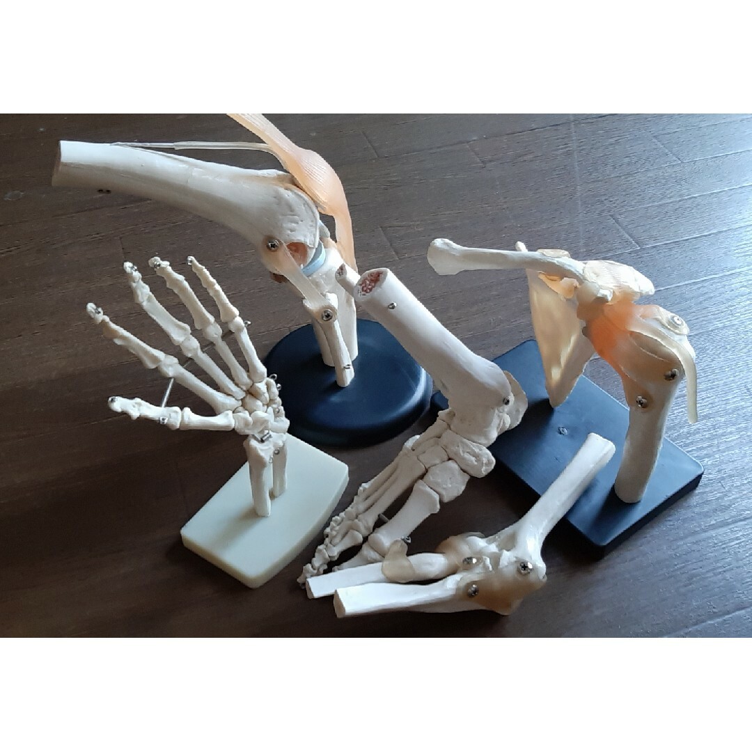 人体関節の骨格模型　実物大