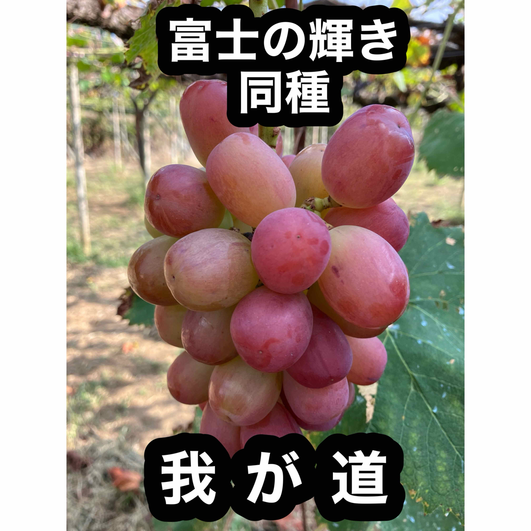 希少品種　我が道　約1キロ2房　山梨県産 食品/飲料/酒の食品(フルーツ)の商品写真