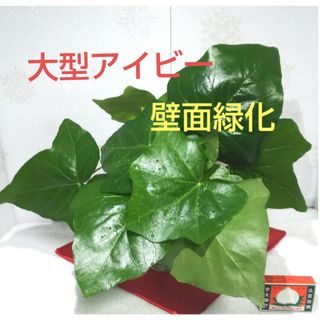 アイビー ヘデラ キズタ カット苗 大型 壁面装飾 観葉植物 雑草避け 遮光効果(その他)