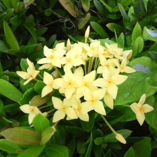 コバノ（山丹花）サンタンカ 属　黄色　挿し穂　1本　観葉植物　園芸。花卉。(その他)