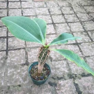 ユーフォルビア・ビグエリー　苗　観葉植物　花卉園芸　グリーン (その他)