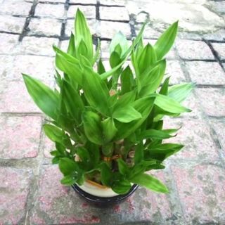 竹　タケ　苗　観葉植物　花卉園芸　グリーン(その他)