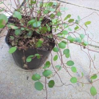 ワイヤープランツ　苗　観葉植物　花卉園芸　グリーン(その他)