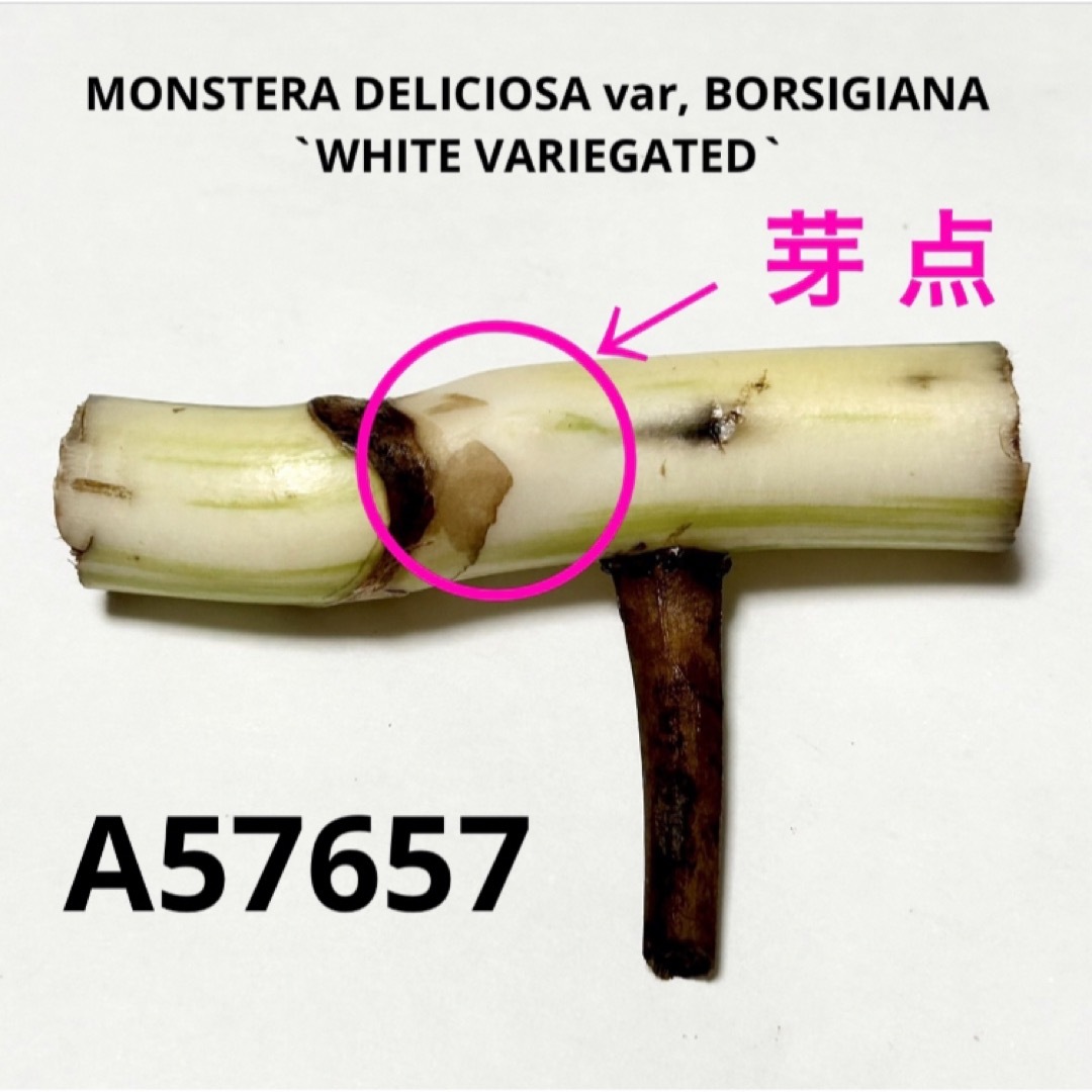 A57657／ハーフムーン／斑入りモンステラ  ホワイトタイガー 茎 ハンドメイドのフラワー/ガーデン(その他)の商品写真