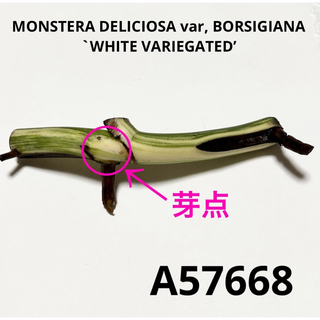 A57668／斑入りモンステラ ホワイトタイガー 茎(その他)