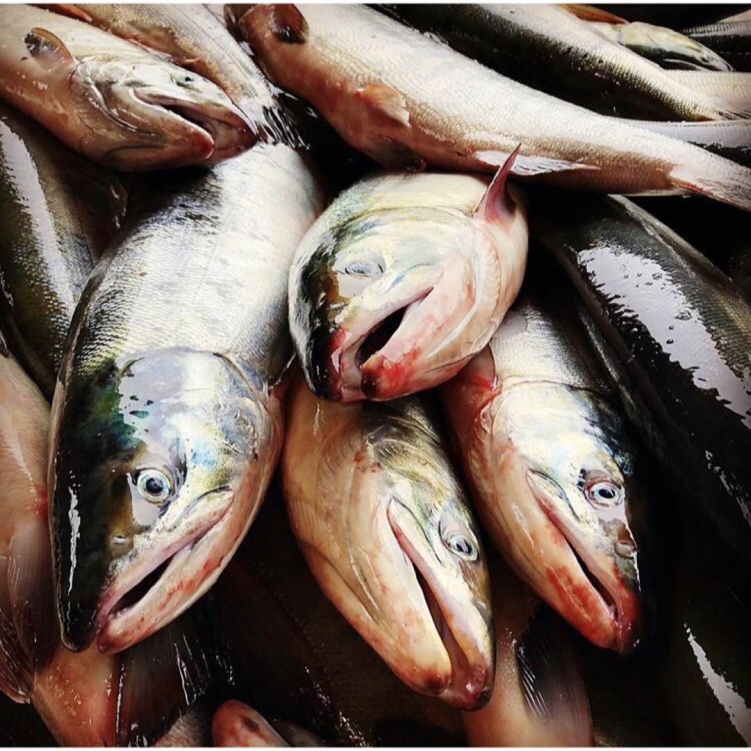 北海道産　秋鮭メス1尾 食品/飲料/酒の食品(魚介)の商品写真