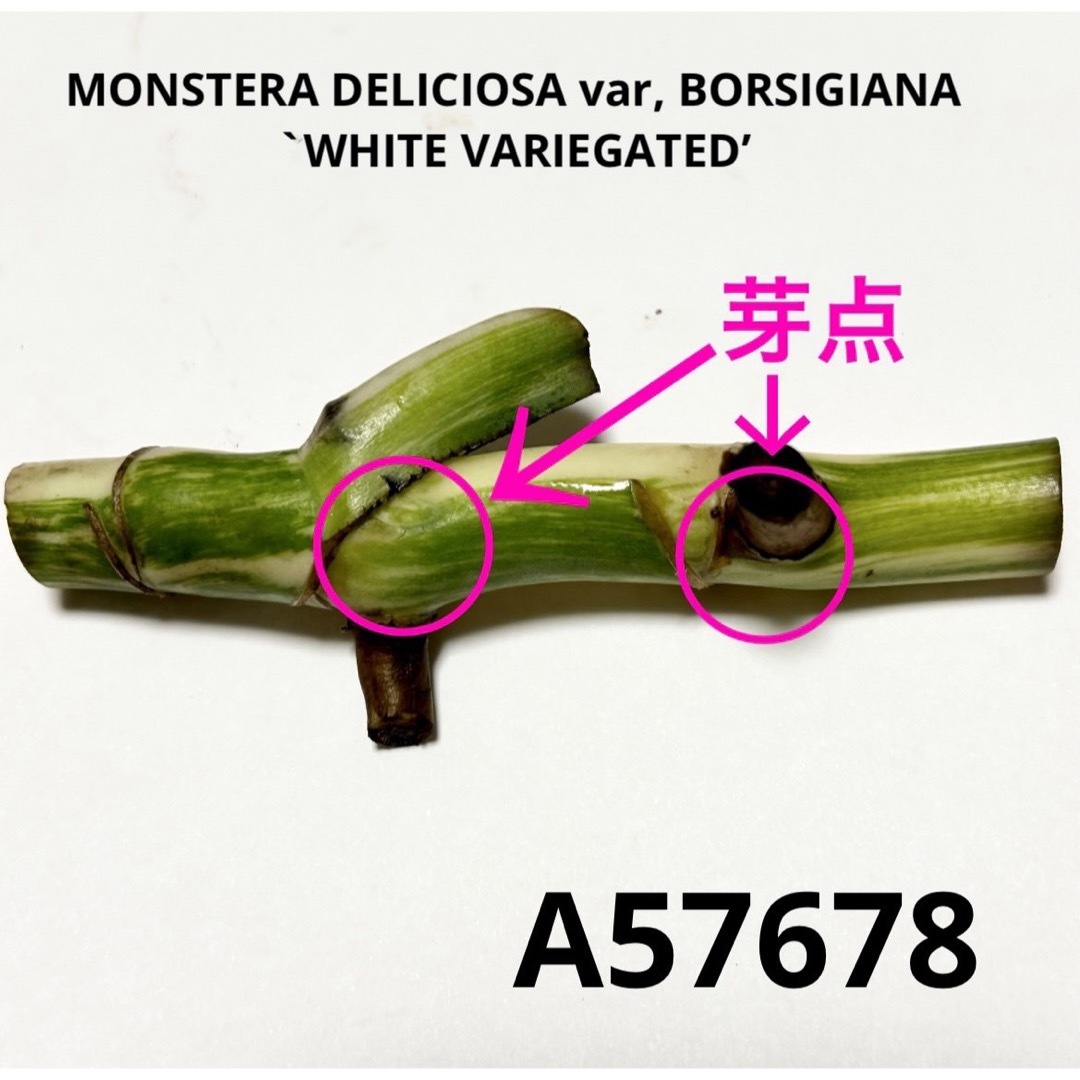 A57678／斑入りモンステラ ホワイトタイガー 茎 ハンドメイドのフラワー/ガーデン(その他)の商品写真