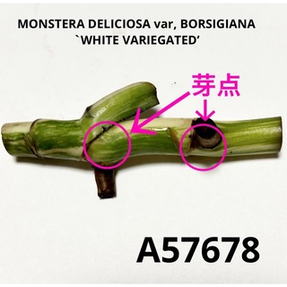 A57678／斑入りモンステラ ホワイトタイガー 茎(その他)
