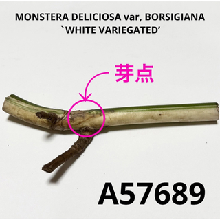 A57689／斑入りモンステラ ホワイトタイガー 茎(その他)