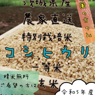 新米　玄米コシヒカリ 　30キロ　令和5年　お米　白米　精米　 茨城県産　関東圏(米/穀物)