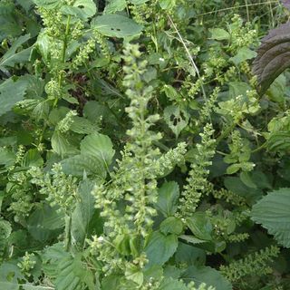 青しその実(野菜)