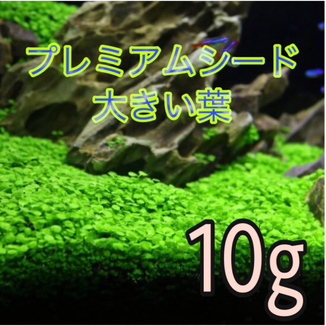 種から育てる水草　水草の種【大きい葉】10g その他のペット用品(アクアリウム)の商品写真