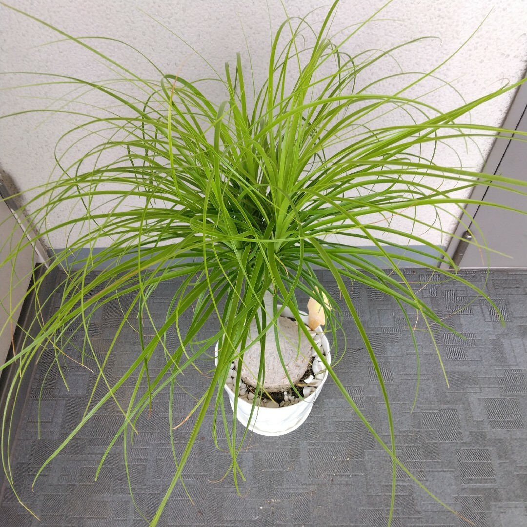 ノリナポニーテール【トックリラン】まん丸樹形綺麗❗観葉植物！高さ90！カール長い