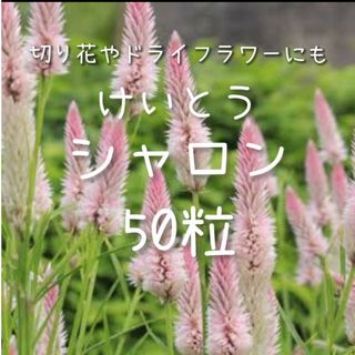 【けいとうシャロンのタネ】50粒 種子 種 ケイトウ 鶏頭 切り花にも 花(その他)