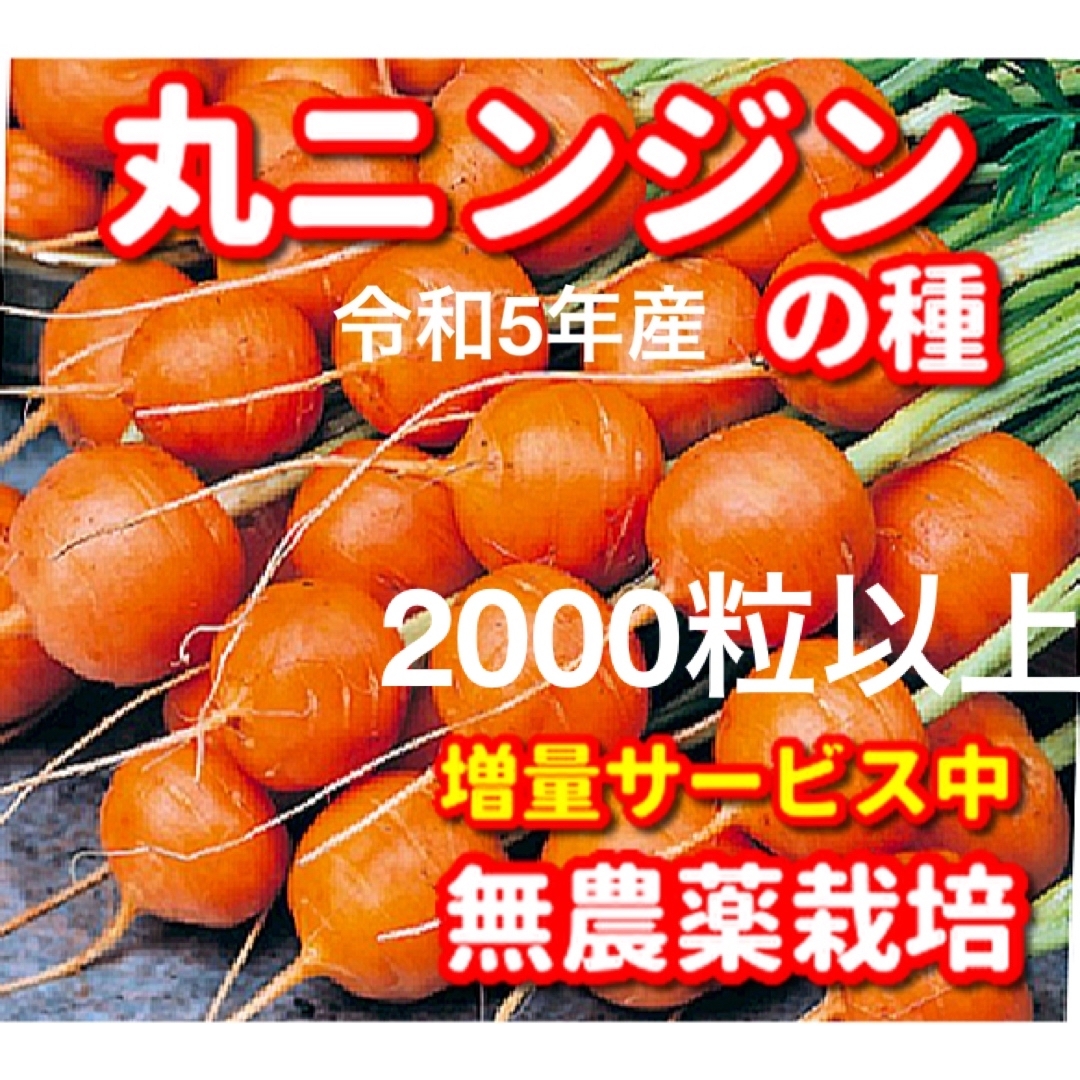 丸ニンジンの種【2000粒以上】無農薬栽培の種 食品/飲料/酒の食品(野菜)の商品写真