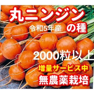 丸ニンジンの種【2000粒以上】無農薬栽培の種(野菜)