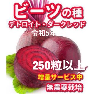 ビーツの種　デトロイトダークレッド【250粒以上】★令和5年産・無農薬栽培の種(野菜)