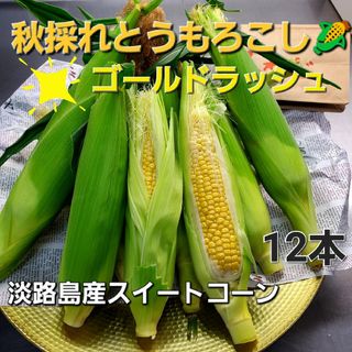 淡路島産秋採れとうもろこし🌽ゴールドラッシュ12本(野菜)