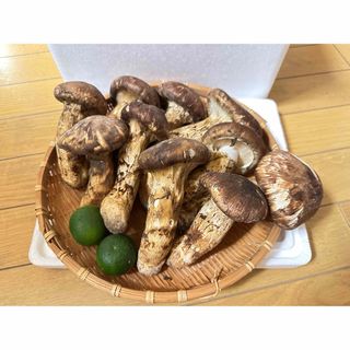 旬！松茸　1kg 箱売り