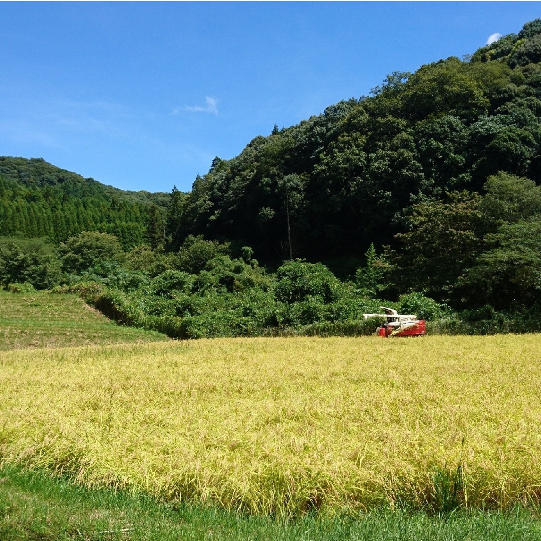 コシヒカリ　令和5年度　山口県産　米/穀物　新米　15㎏